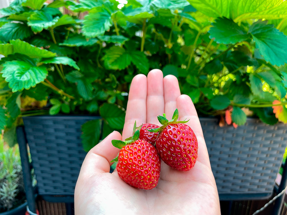 Aardbeien kweken op je balkon was nog nooit zo snel met deze methode