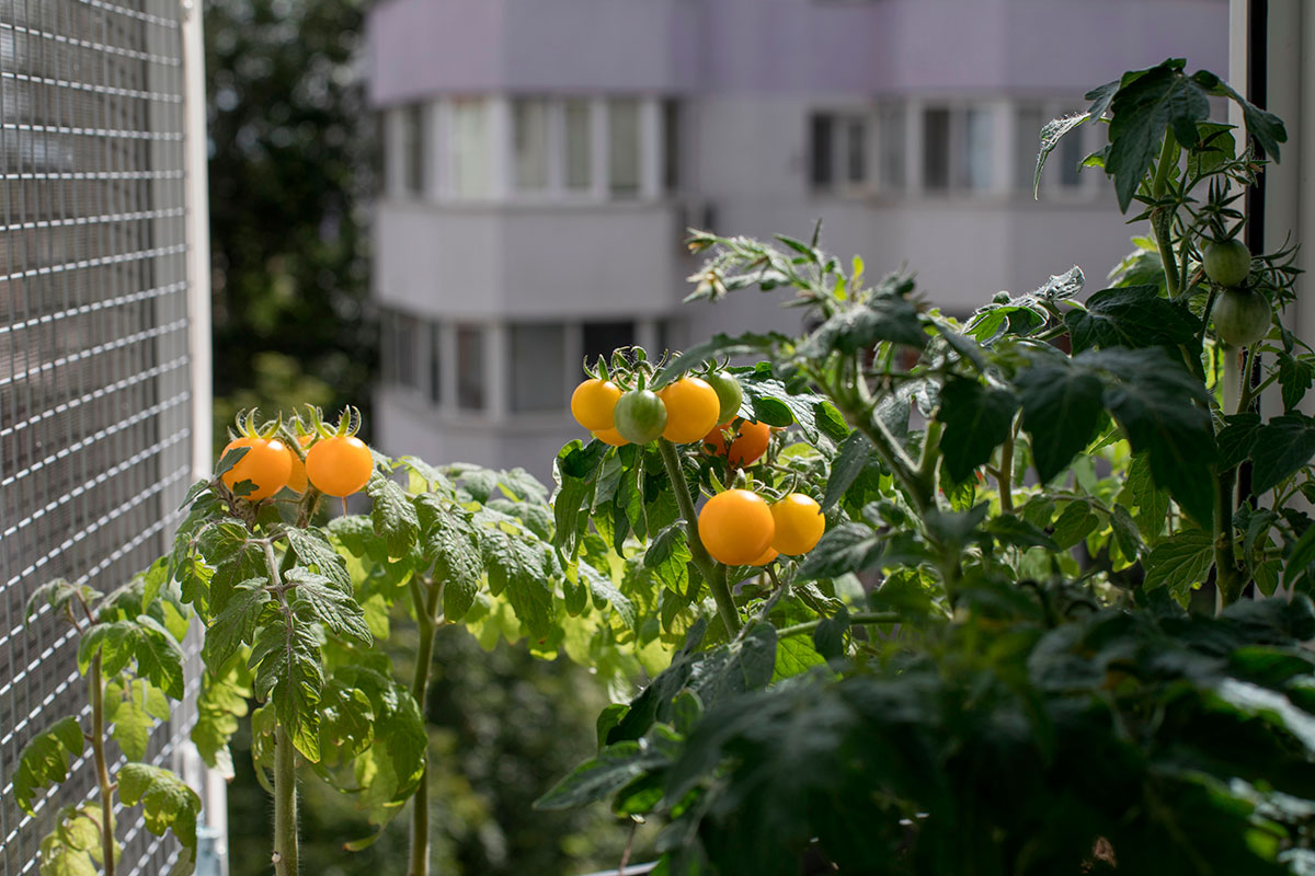 Deze drie makkelijk te kweken groenten op je balkon zullen je vanaf juli verrukken