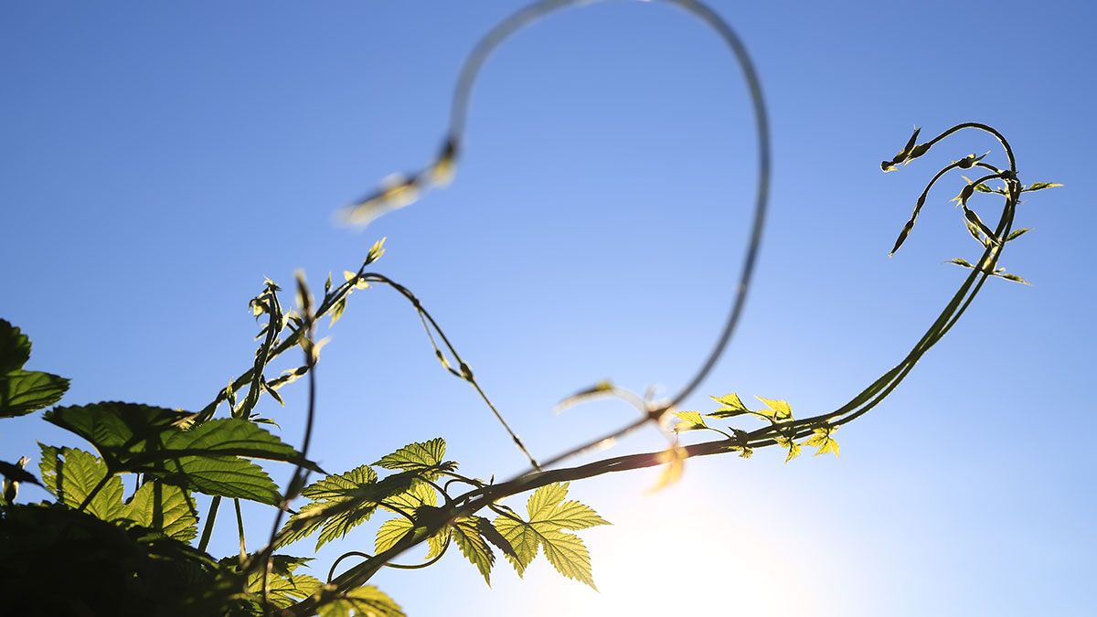 Deze plant die men voor onkruid houdt is eigenlijk eetbaar en heerlijk