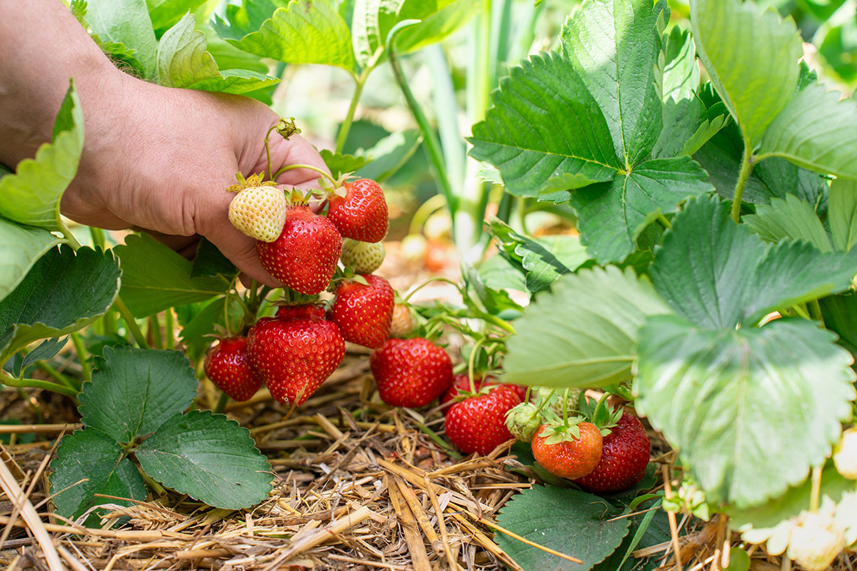 Deze veelvoorkomende fout kan je aardbeien in één dag ruïneren