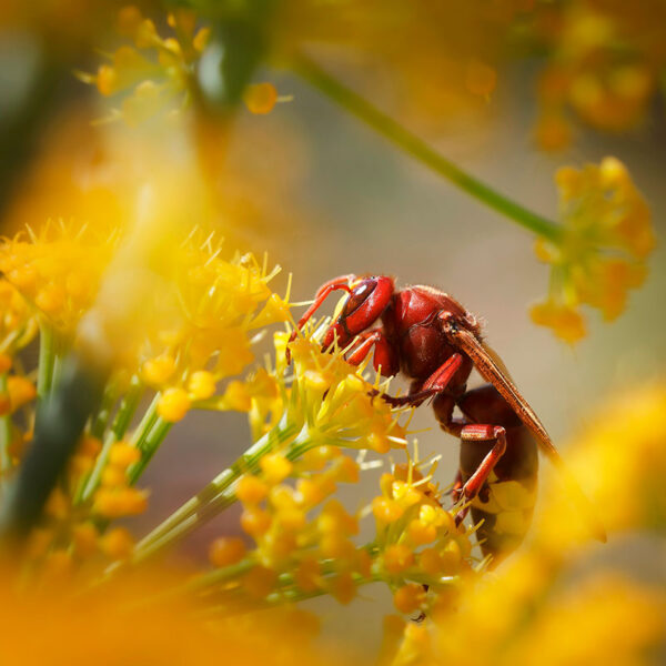 Hier is de onmisbare plant om Aziatische hoornaars uit de tuin te weren
