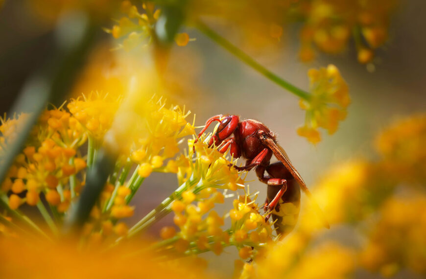 Hier is de onmisbare plant om Aziatische hoornaars uit de tuin te weren