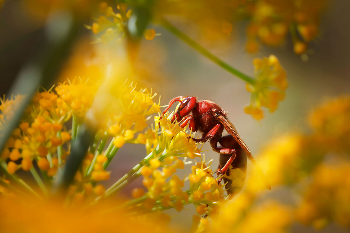 Hier is de onmisbare plant om Aziatische hoornaars uit de tuin te weren