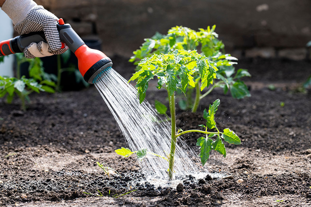 Hittegolf: geef nooit op dit moment van de dag water als je om je planten geeft