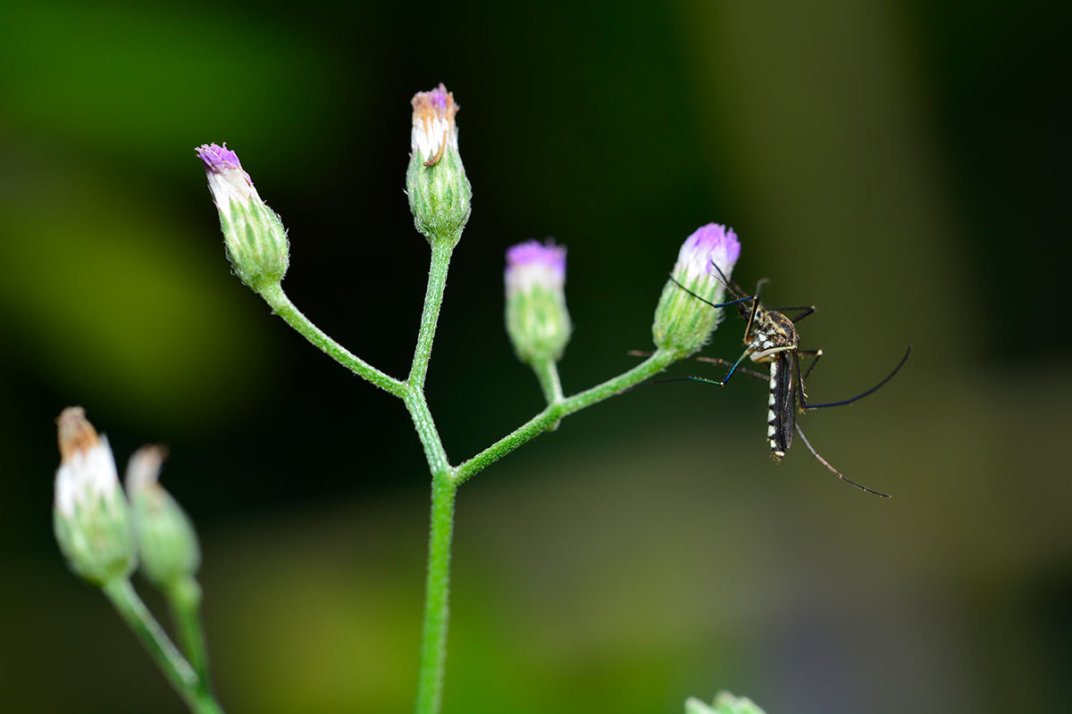 Muggen: uw afwerende planten zijn ineffectief tenzij ze hier geplaatst worden