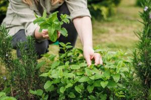 Munt in de tuin