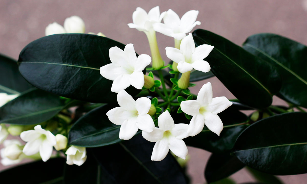 Stephanotis floribunda
