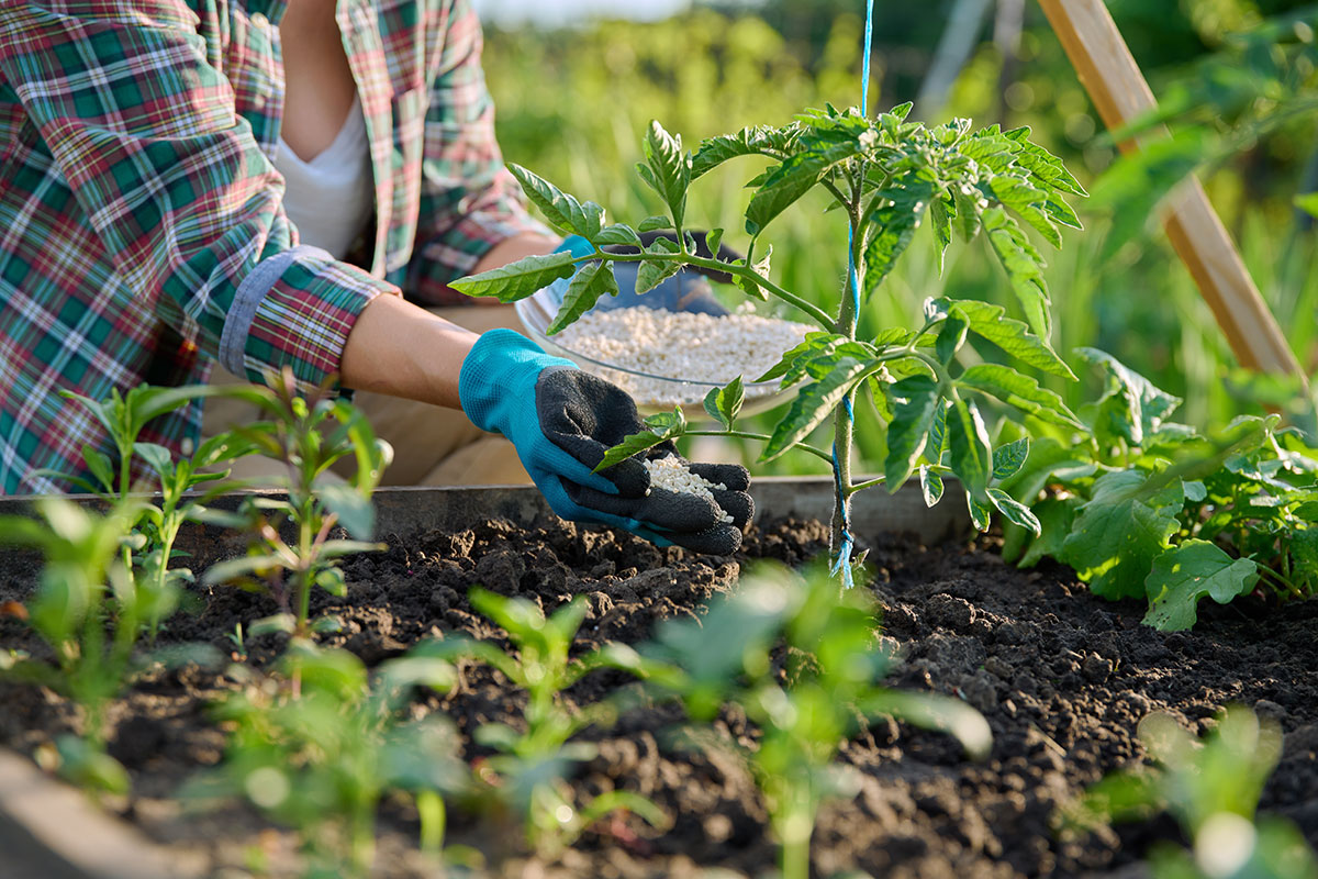Voeg dit ingrediënt toe aan de voet van je tomaten voor een grotere, smakelijkere oogst
