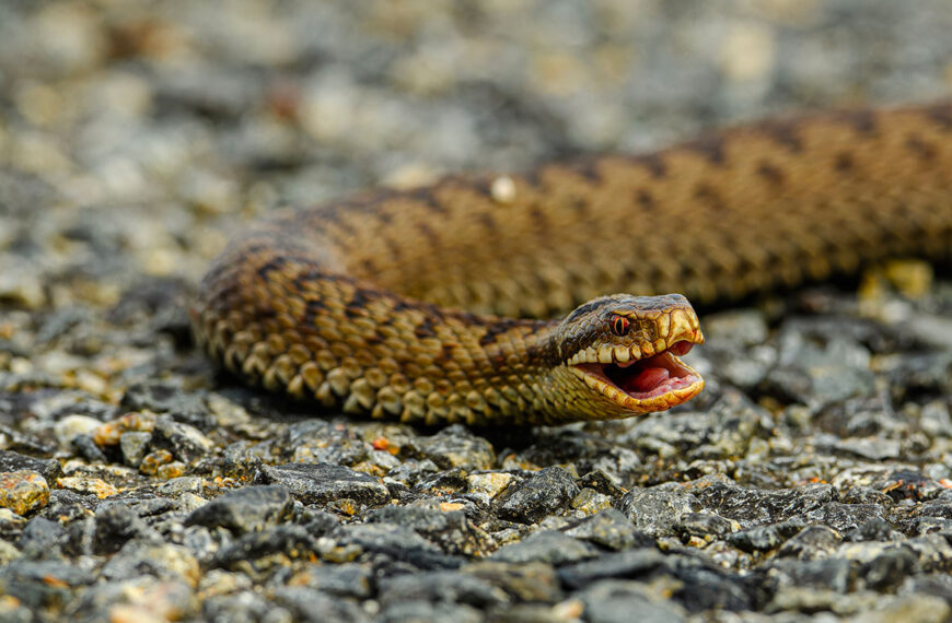 Adderwaarschuwing: waarom jouw tuin adders kan aantrekken