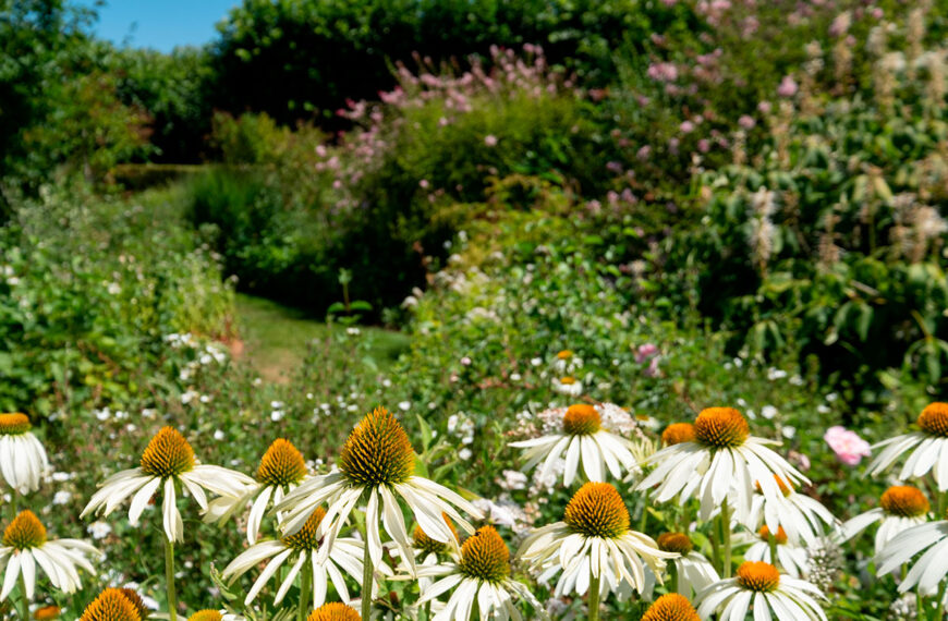 deze handeling in juni houdt je moestuin koel tijdens de hittegolf