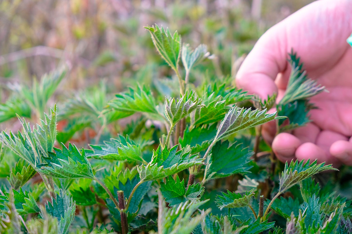 deze verwaarloosde plant kan je moestuin redden
