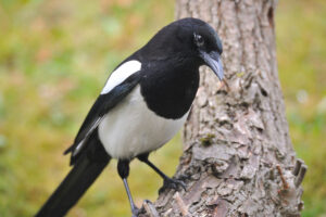 Ontdek de toffe wereld van de ekster: een vogel vol verrassingen