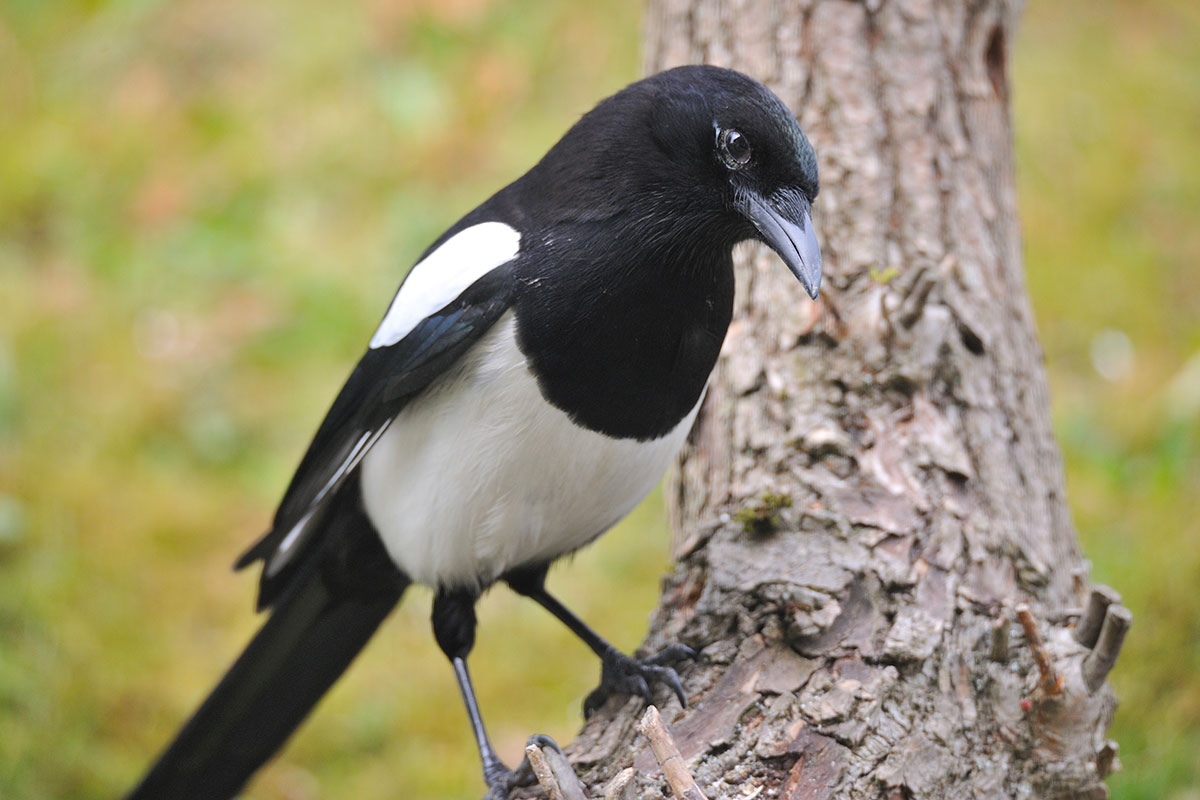 Ontdek de toffe wereld van de ekster: een vogel vol verrassingen