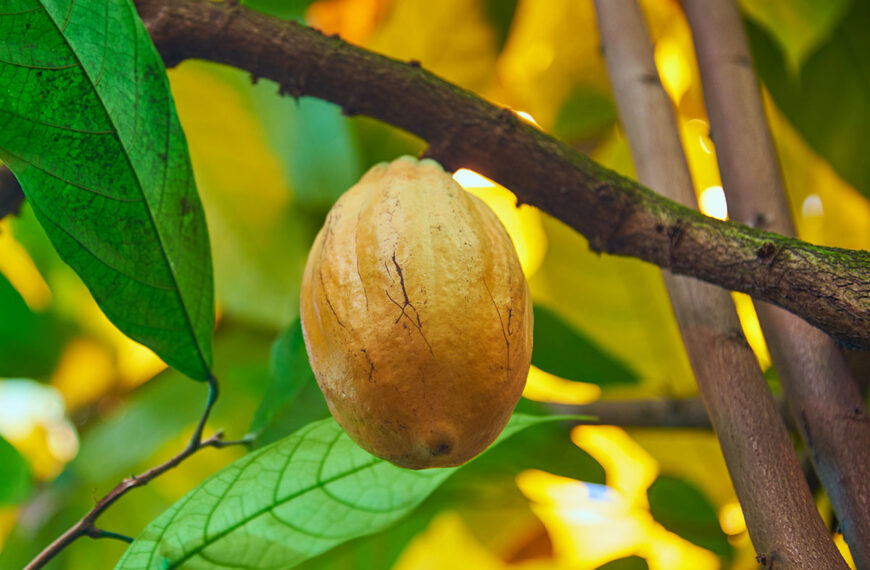 Garcinia cambogia: de waarheid achter dit omstreden supplement