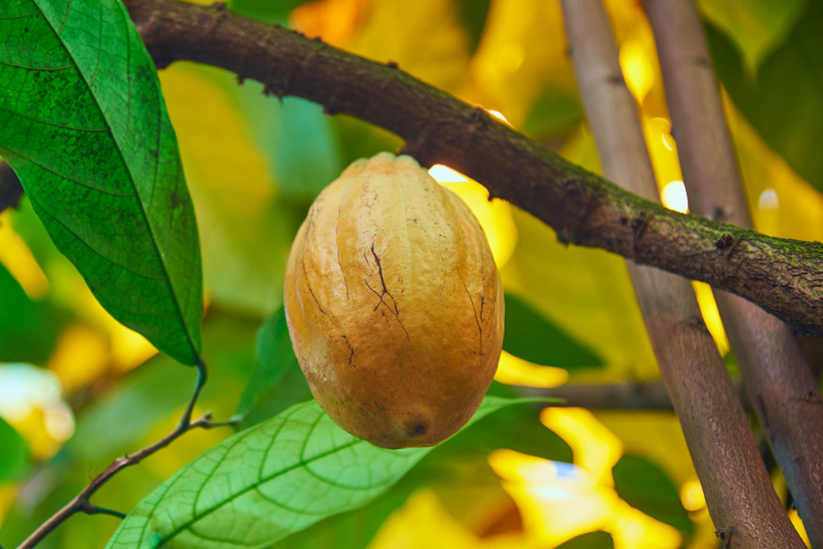 Garcinia cambogia: de waarheid achter dit omstreden supplement