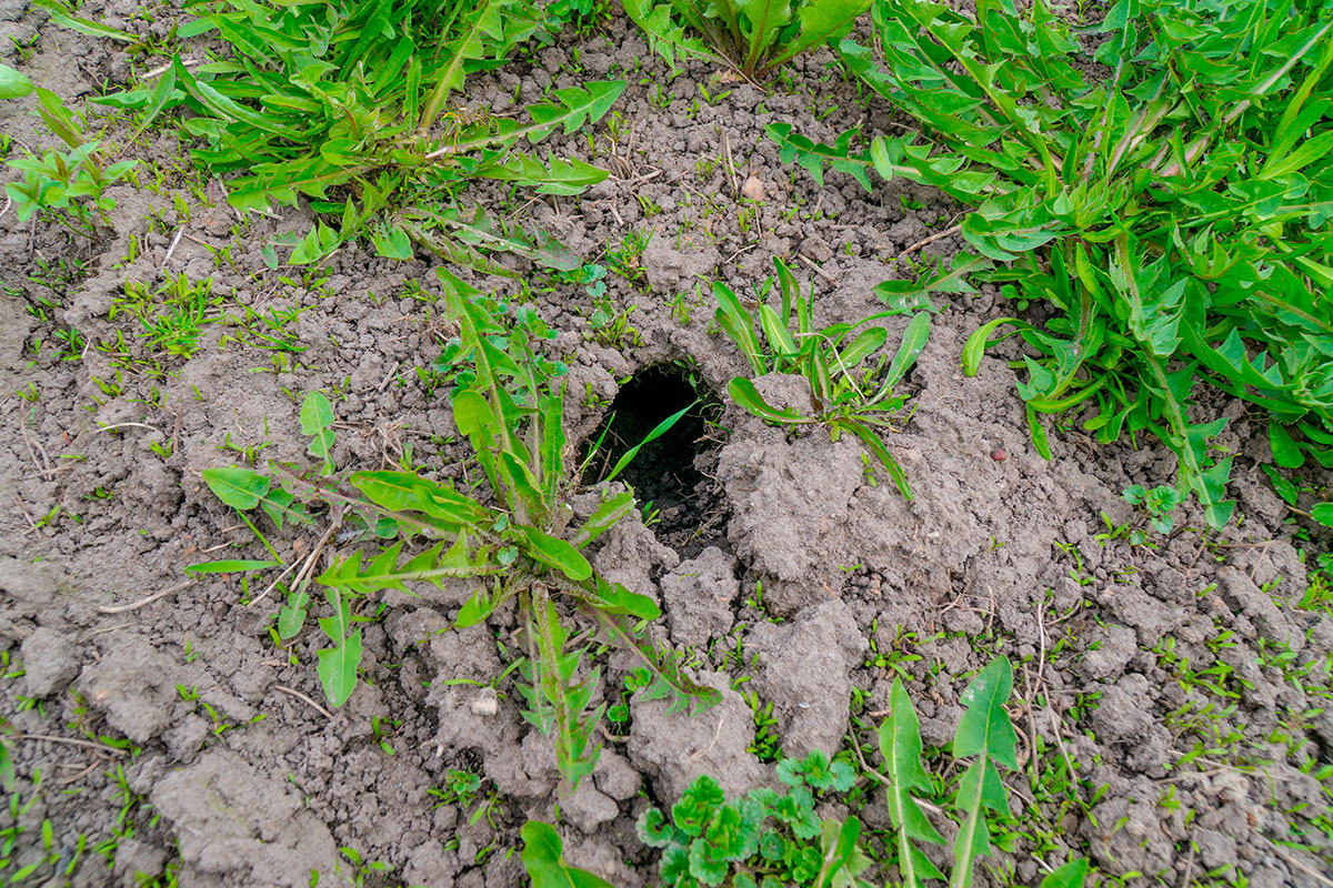 Wie graaft er in mijn tuin? Ontdek welke dieren de gaten maken