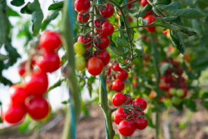 Innovatieve teeltmethoden voor tomaten: hangende trellis