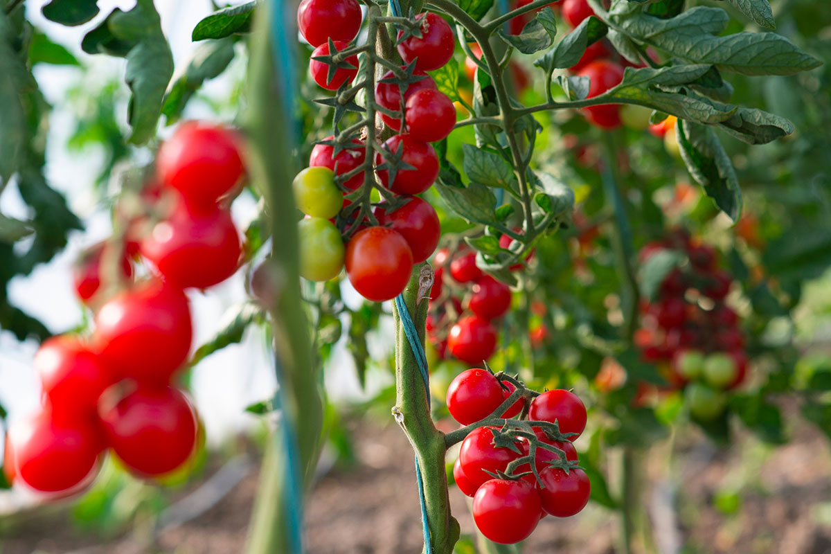 Innovatieve teeltmethoden voor tomaten: hangende trellis