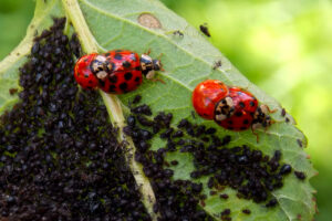 Effectieve strategieën tegen Japanse kevers in uw tuin