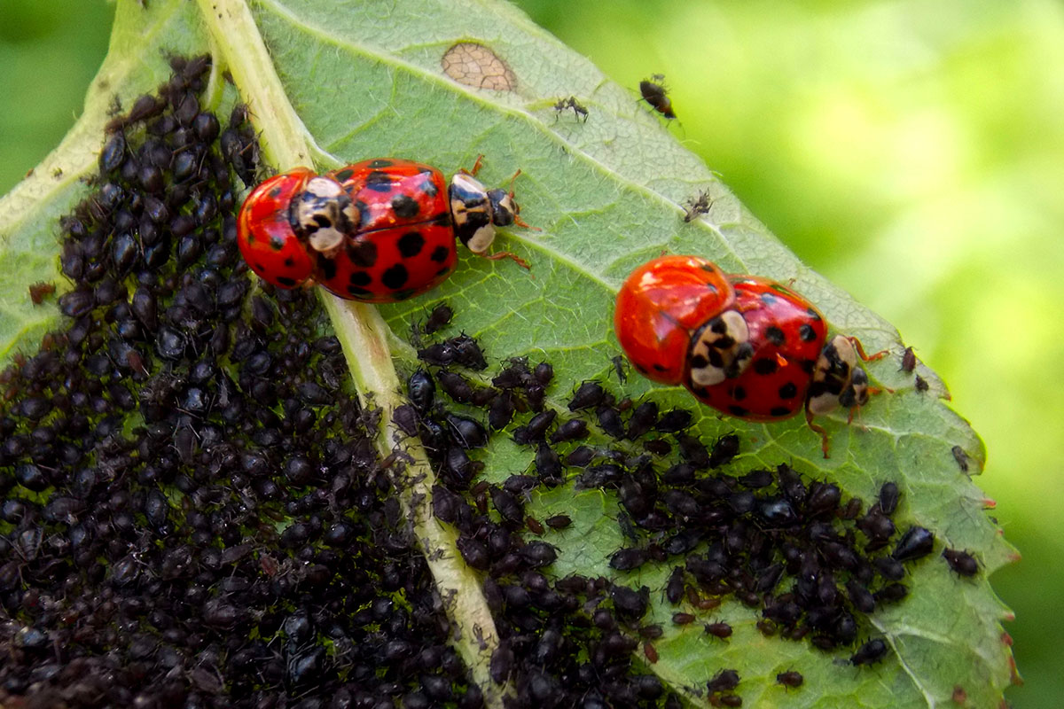 Effectieve strategieën tegen Japanse kevers in uw tuin