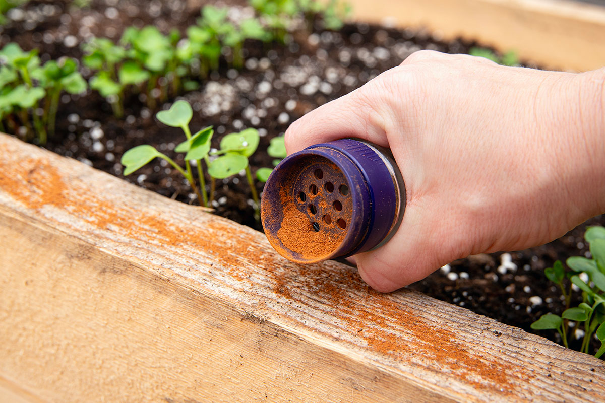 Kaneel: Een handige vriend voor in de keuken en tuin