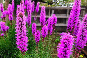 Ontdek de magische wereld van Liatris: een kijkje in de "Pluim van Kansas"