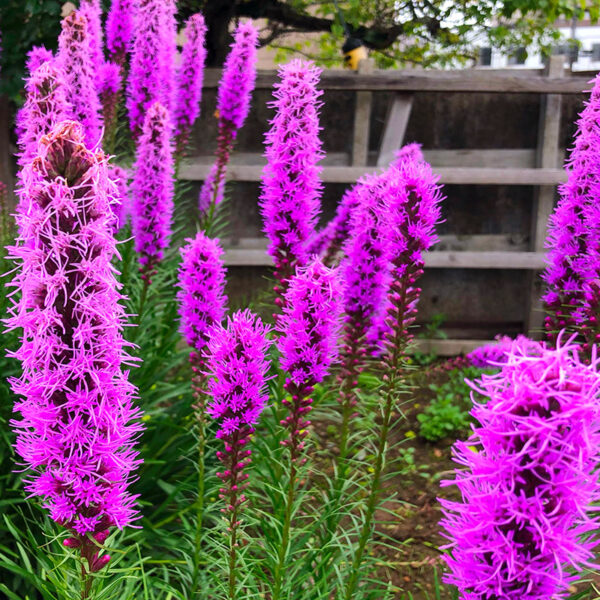 Ontdek de magische wereld van Liatris: een kijkje in de "Pluim van Kansas"