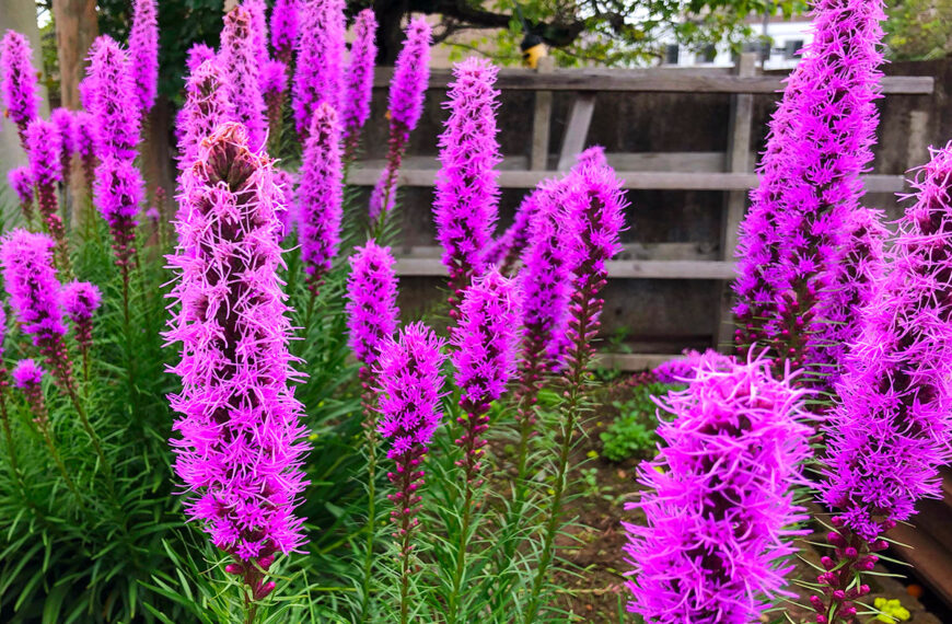 Ontdek de magische wereld van Liatris: een kijkje in de "Pluim van Kansas"