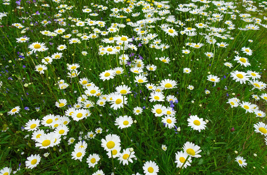 De verborgen taal van madeliefjes in je tuin