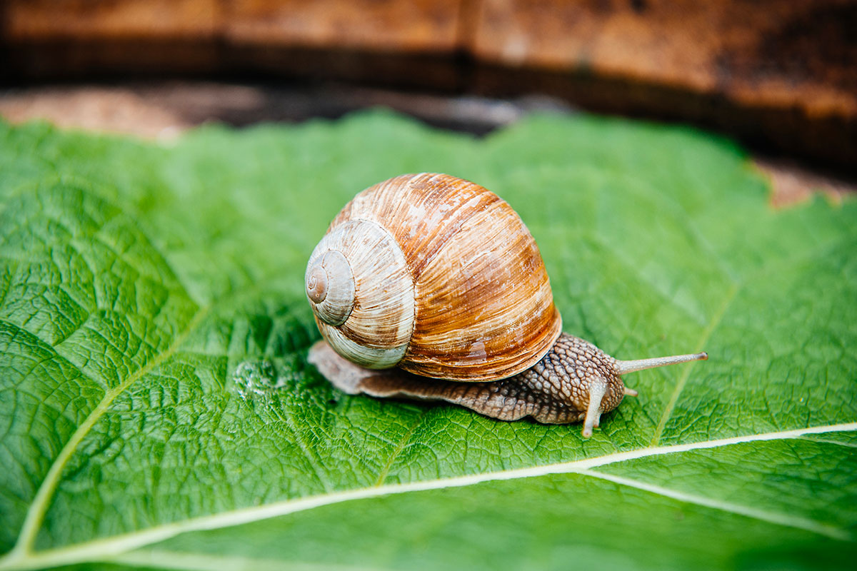 Bescherm je moestuin tegen slakken: natuurlijke oplossingen onthuld