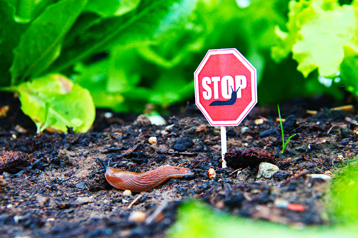 Natuurlijke manieren om slakken in de tuin te bestrijden