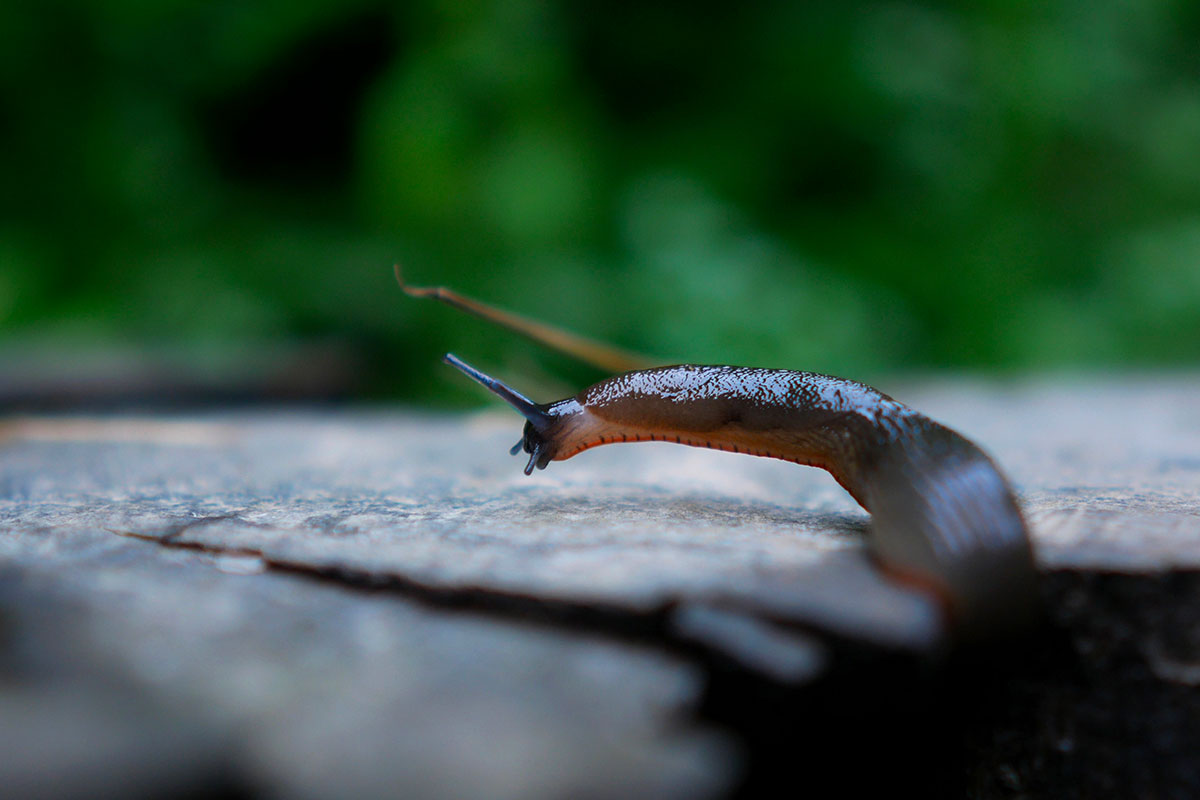 Houd je tuin slakkenvrij op een milieuvriendelijke manier