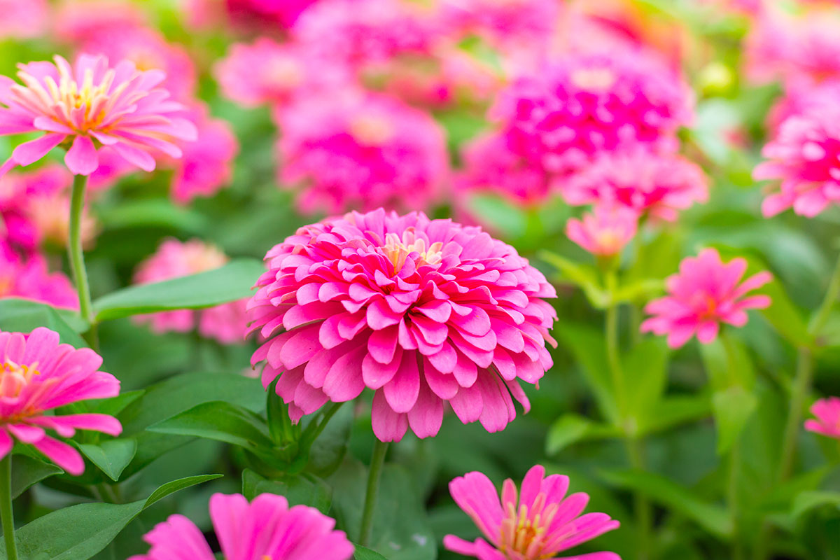 Snelgroeiende bloemen voor juni: de beste keuzes volgens experts