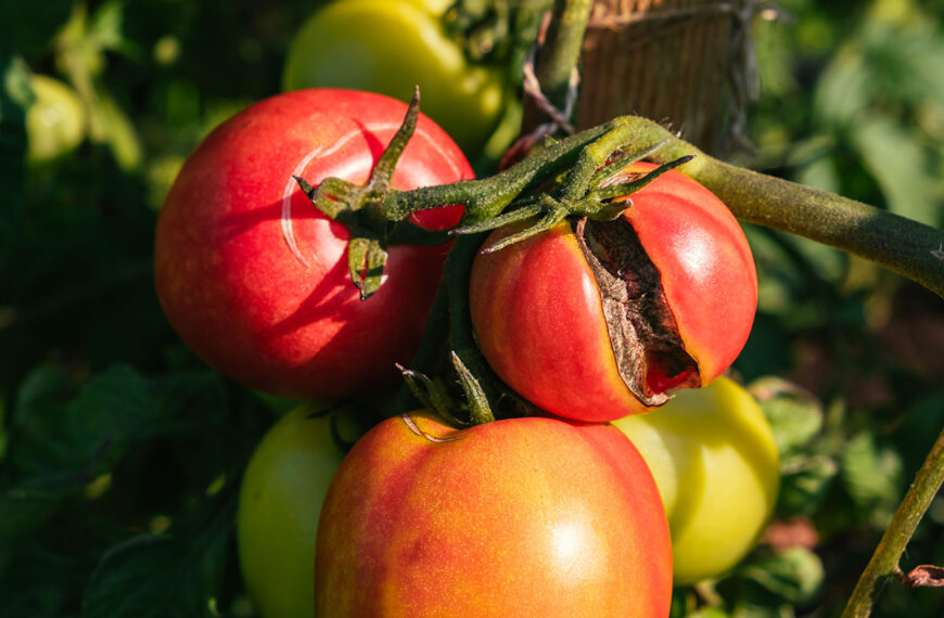 Voorkom gespleten tomaten: tips voor een perfecte oogst