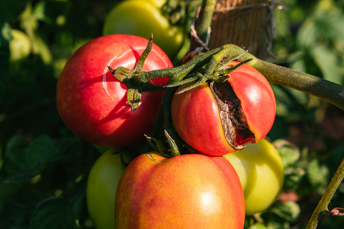 Voorkom gespleten tomaten: tips voor een perfecte oogst