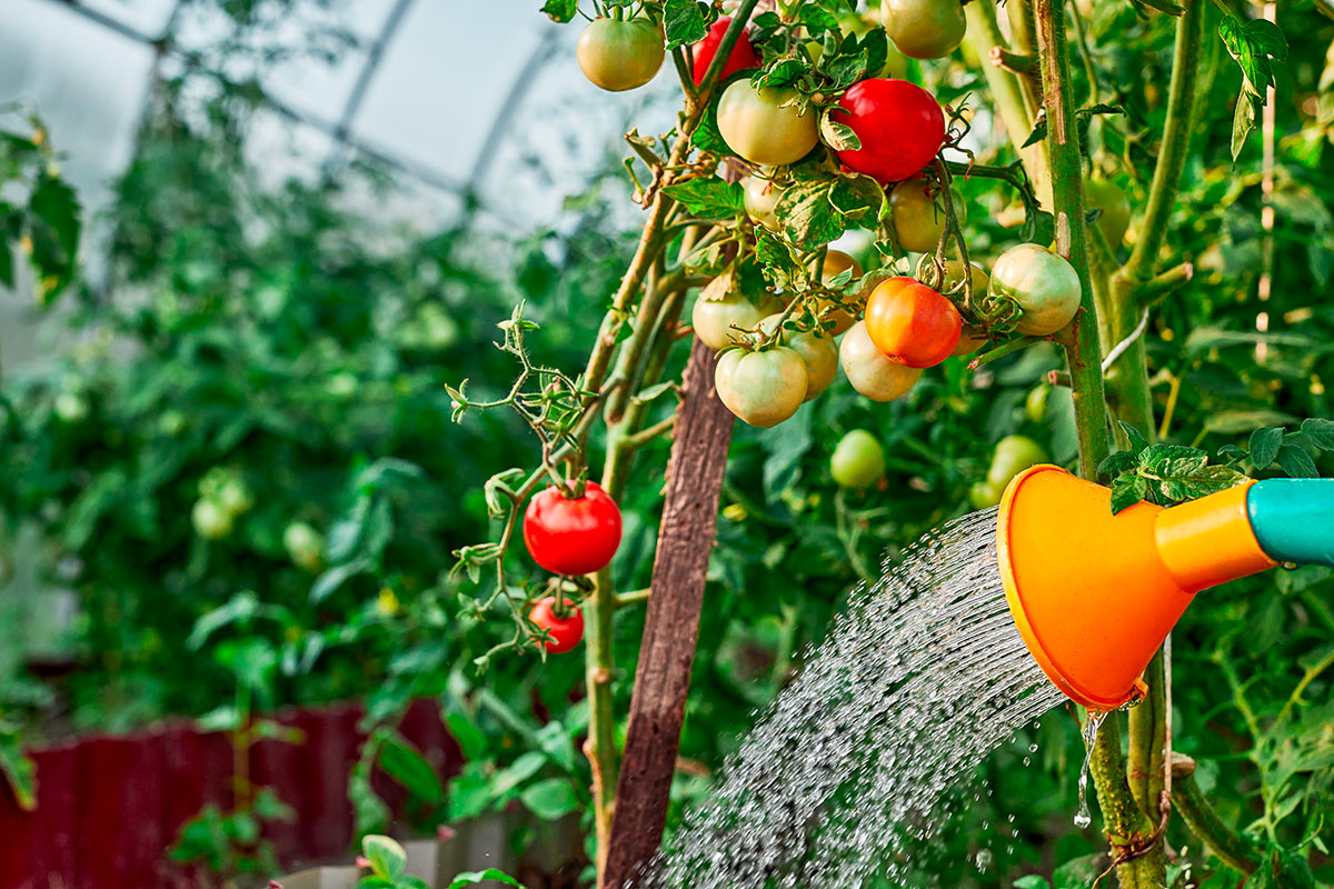 Tomaten telen: van zaadje tot smakelijke oogst