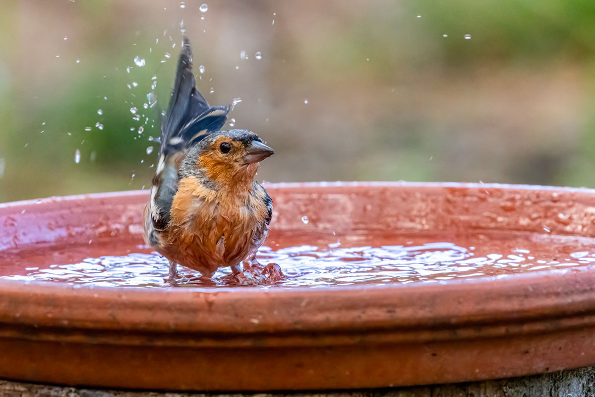 De juiste keuze voor vogelbaden: wat je moet weten