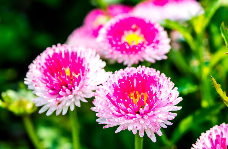 Bloemen die de hele zomer bloeien: een kleurrijke tuin gedurende het hele seizoen