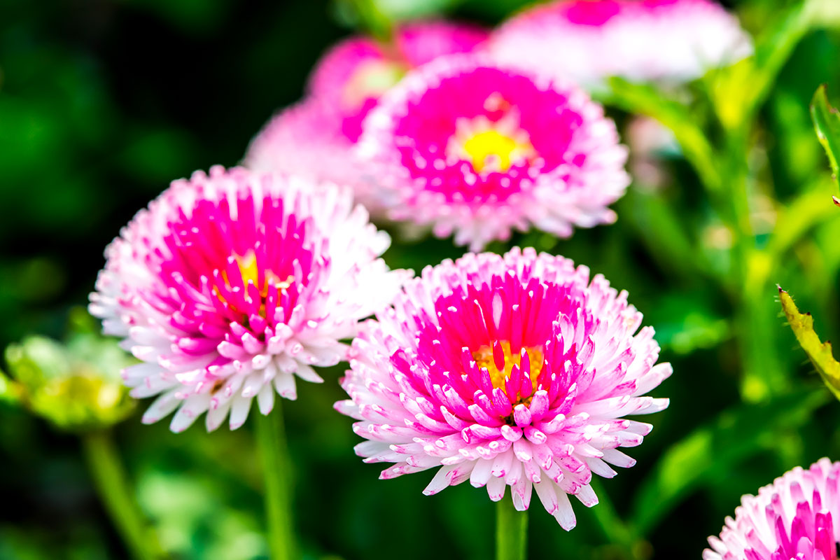 Bloemen die de hele zomer bloeien: een kleurrijke tuin gedurende het hele seizoen