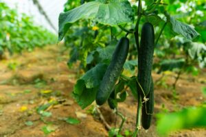 De 14 perfecte planten om met komkommers te combineren voor een boost van je moestuin