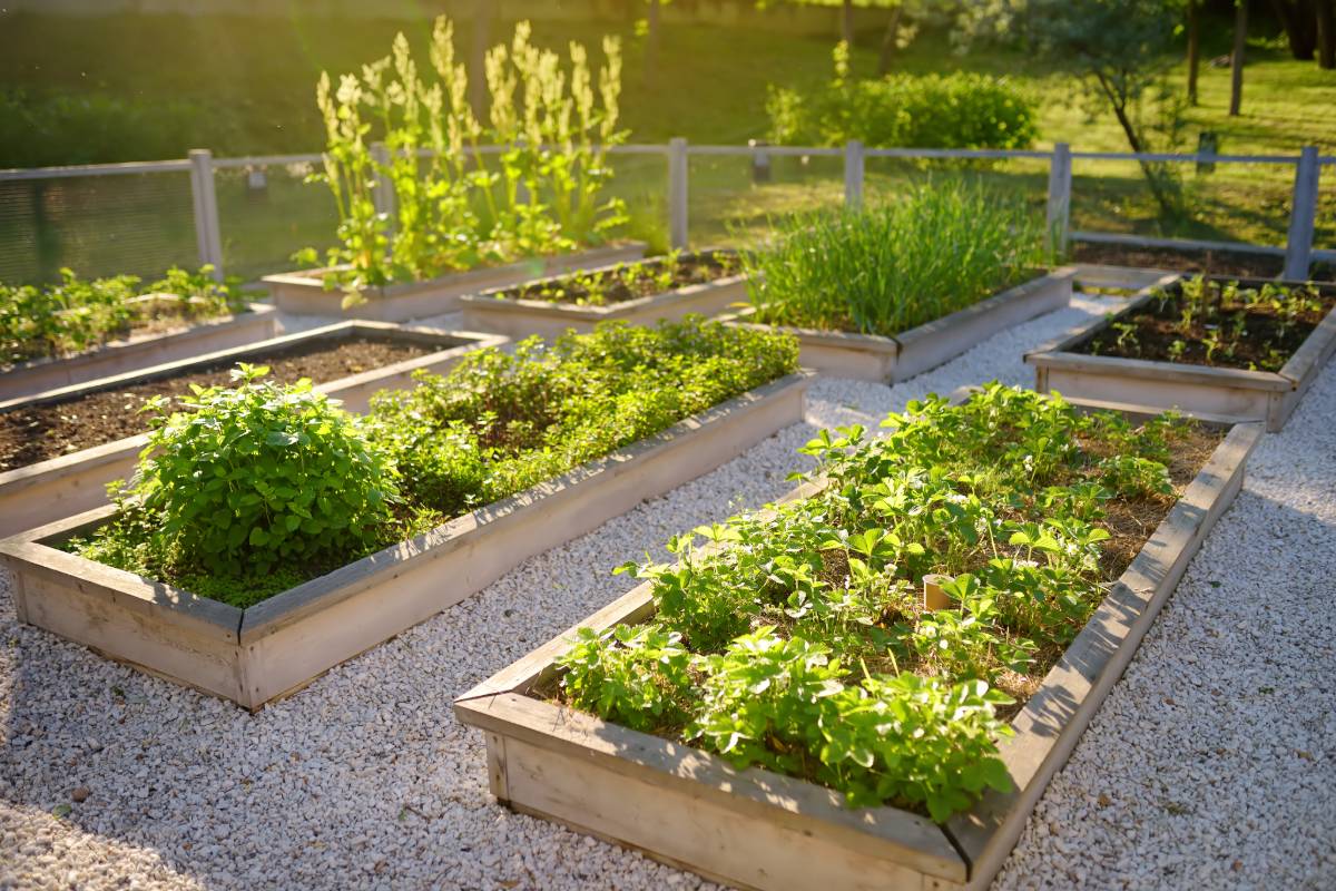 De beste gewassen om deze zomer in je moestuin te verbouwen voor een rijke oogst