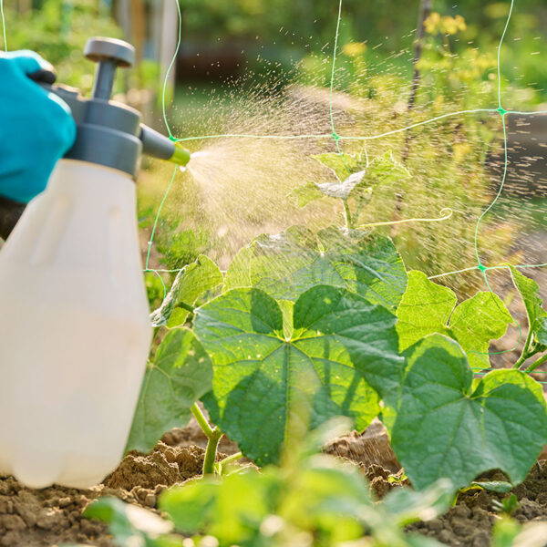 Deze 100% natuurlijke onkruidverdelger verwijdert onkruid tot aan de wortel zonder moeite
