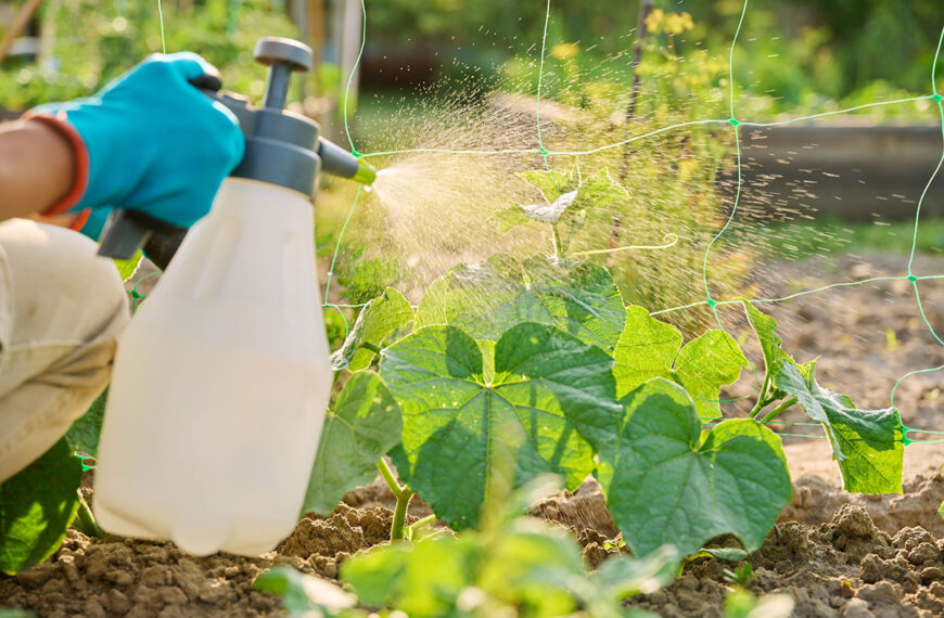 Deze 100% natuurlijke onkruidverdelger verwijdert onkruid tot aan de wortel zonder moeite