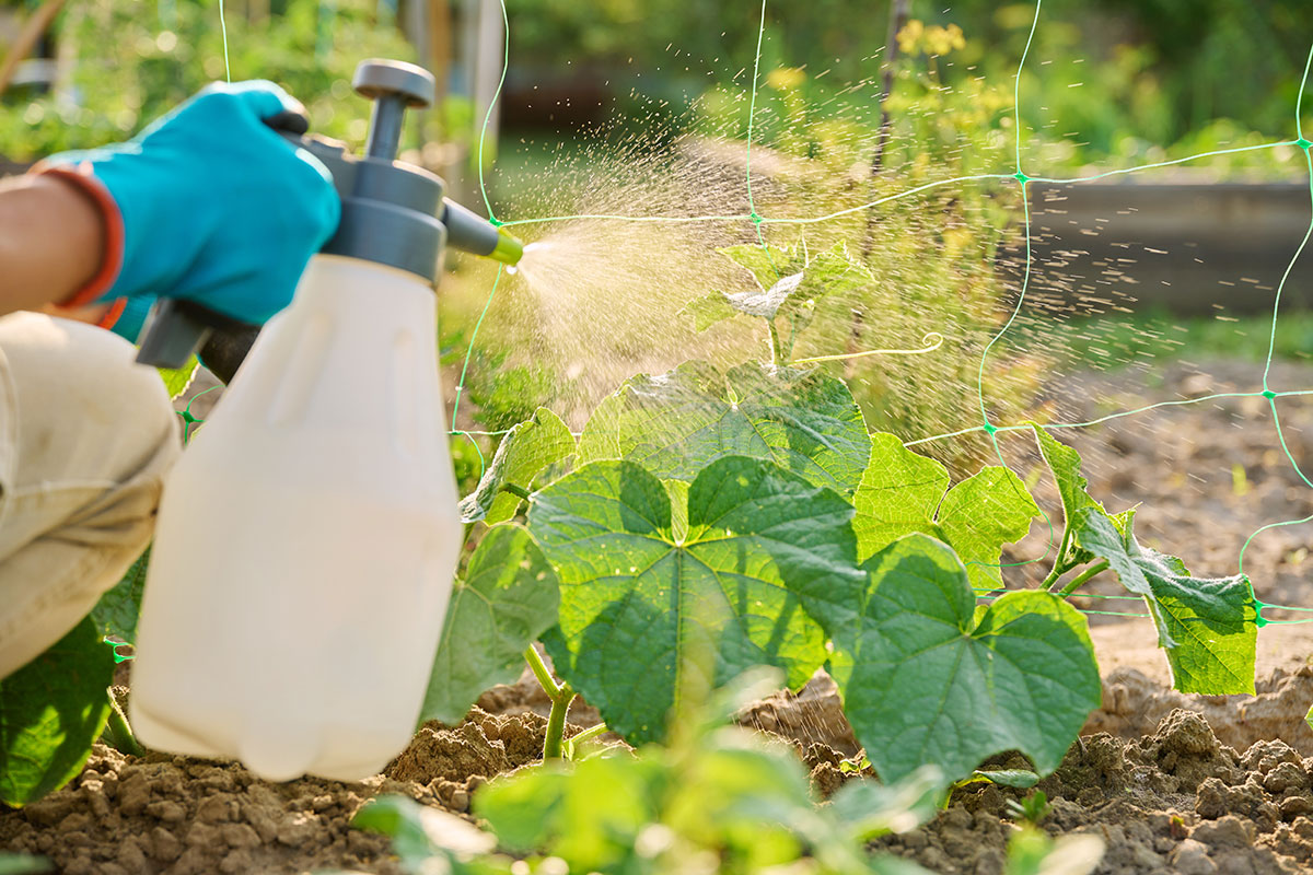 Deze 100% natuurlijke onkruidverdelger verwijdert onkruid tot aan de wortel zonder moeite