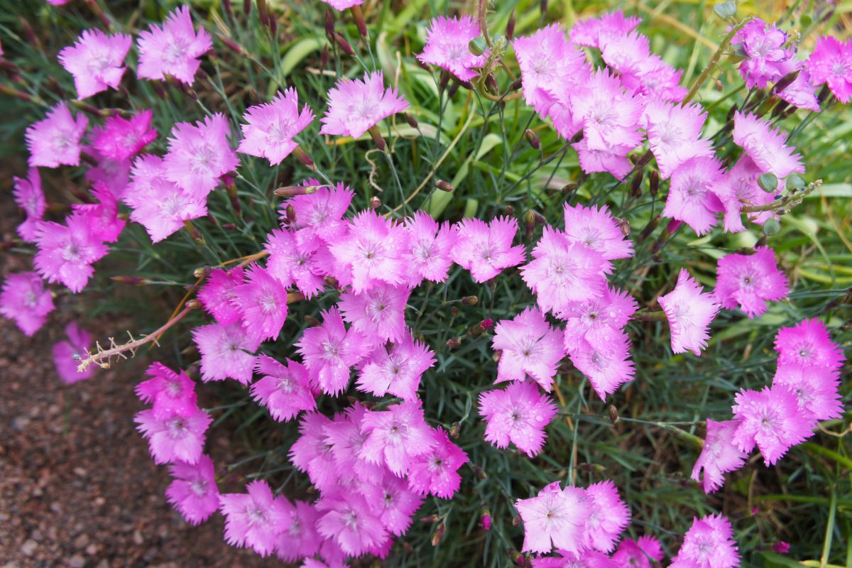 Deze bodembedekker verandert verbrande gebieden in een bloementapijt het hele jaar door