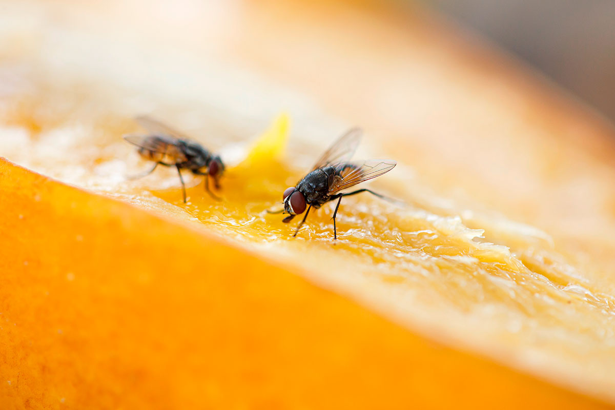 Deze eenvoudige methoden voorkomen dat fruitvliegjes je prullenbak binnendringen
