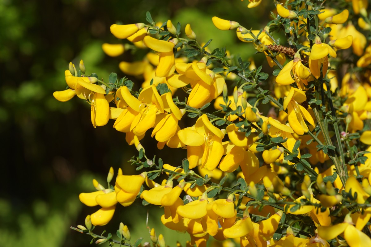 Deze planten overleven sterke hitte en verfraaien elke hoek van de tuin