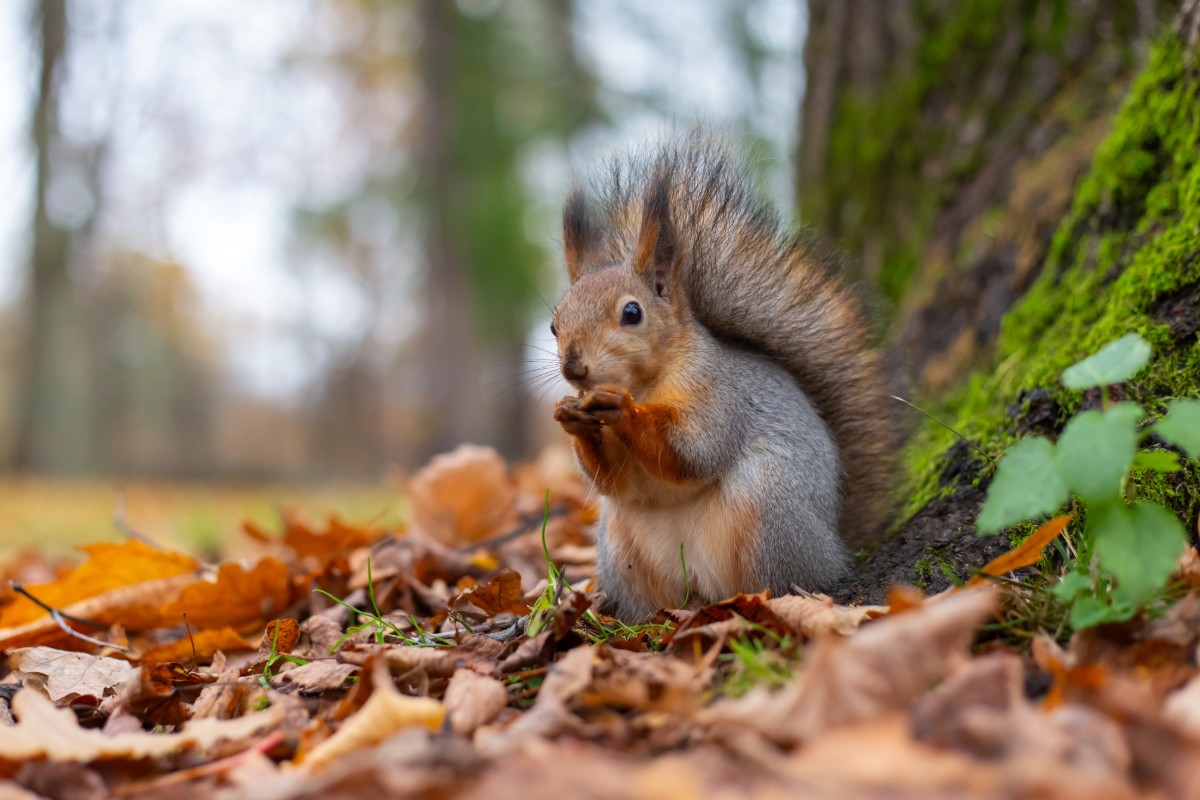 Een eekhoorn in je tuin zien: wat dat volgens spirituele overtuigingen onthult