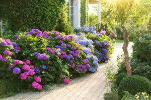 Hoe u uw hortensia's gezond houdt