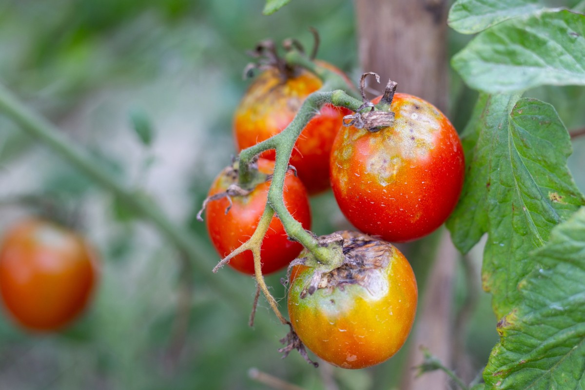 Zijn uw tomaten bedreigd door het weer? Hier zijn 3 basis ingrediënten om ze te redden